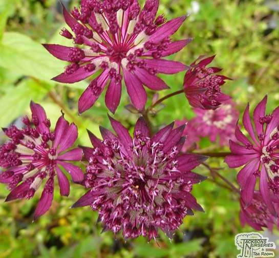 Masterwort pink flowers